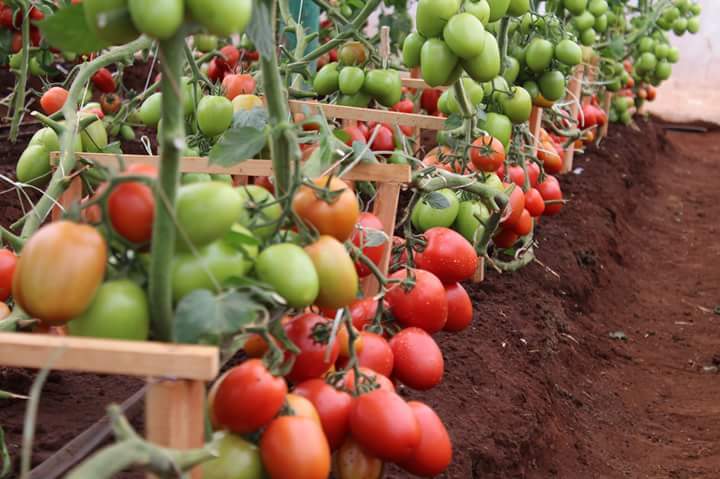 benefits of tomato pruning increasing fruit size