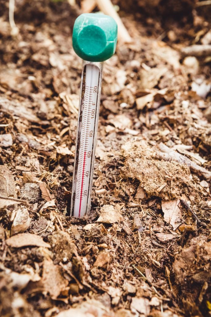 taking soil temperature