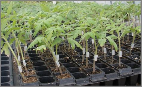 benefits of grafting tomatoes