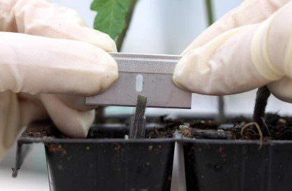 bisecting rootstock for graftingmultiple tomatoes