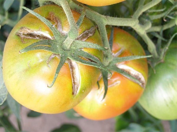 radial cracking in tomatoes crack-free tomatoes