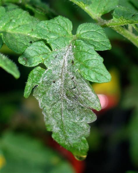 tomato late blight symptoms leaves