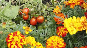 Marigolds in garden for pest control