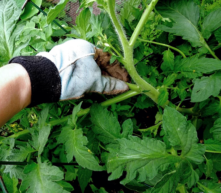 tomato pruning mistakes that keep you up at night