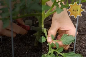 when to start pruning tomato plants