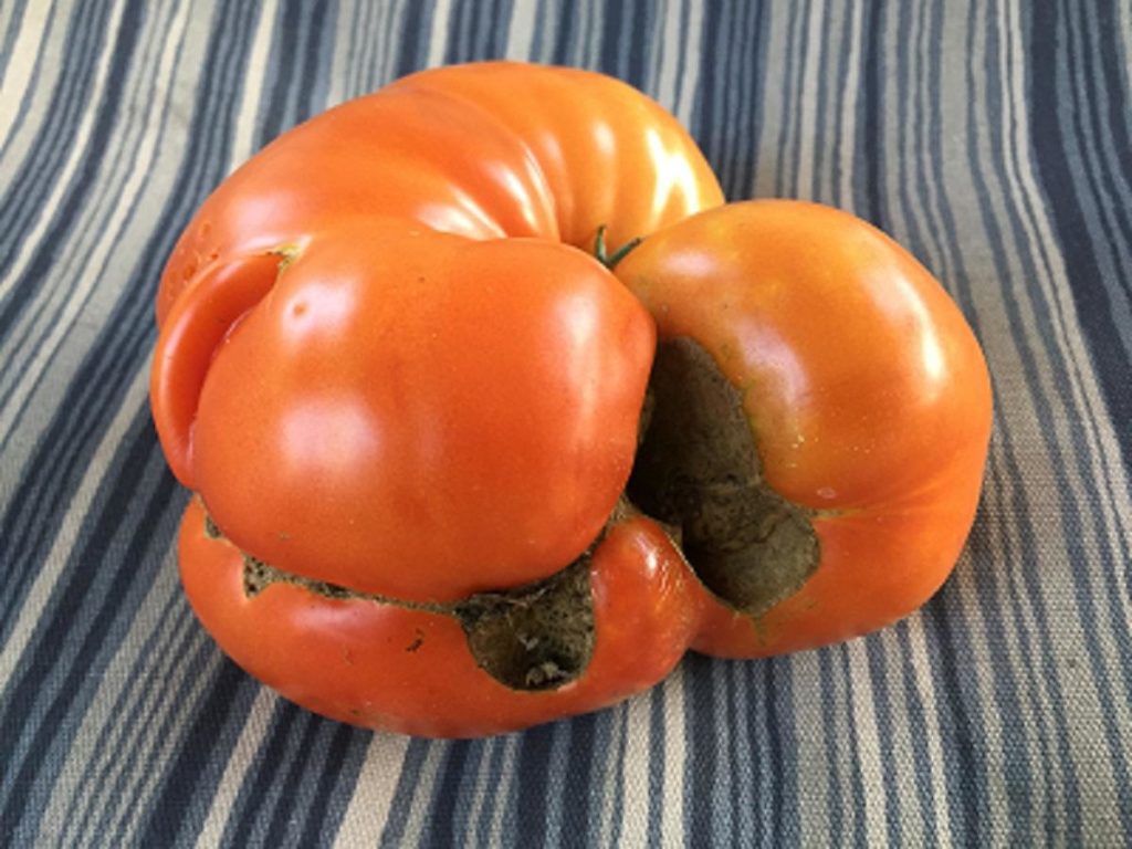 ripe deformed tomato