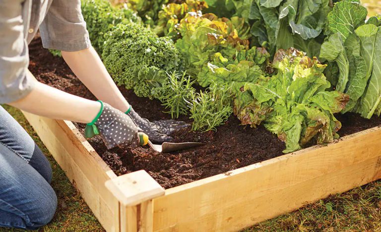 keep weeds out of raised bed garden