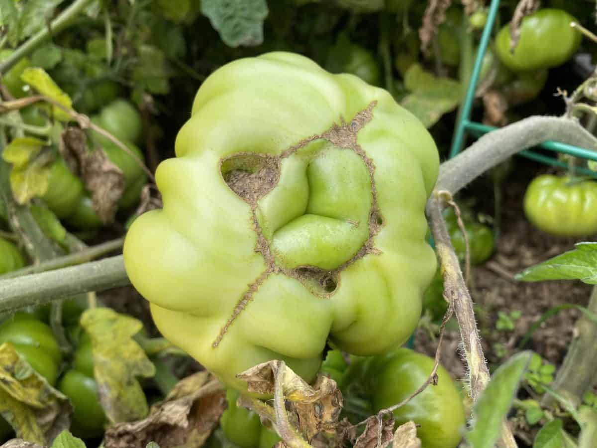 Discovering the Mystery behind Oddly Shaped Tomatoes and How to Prevent Catfacing