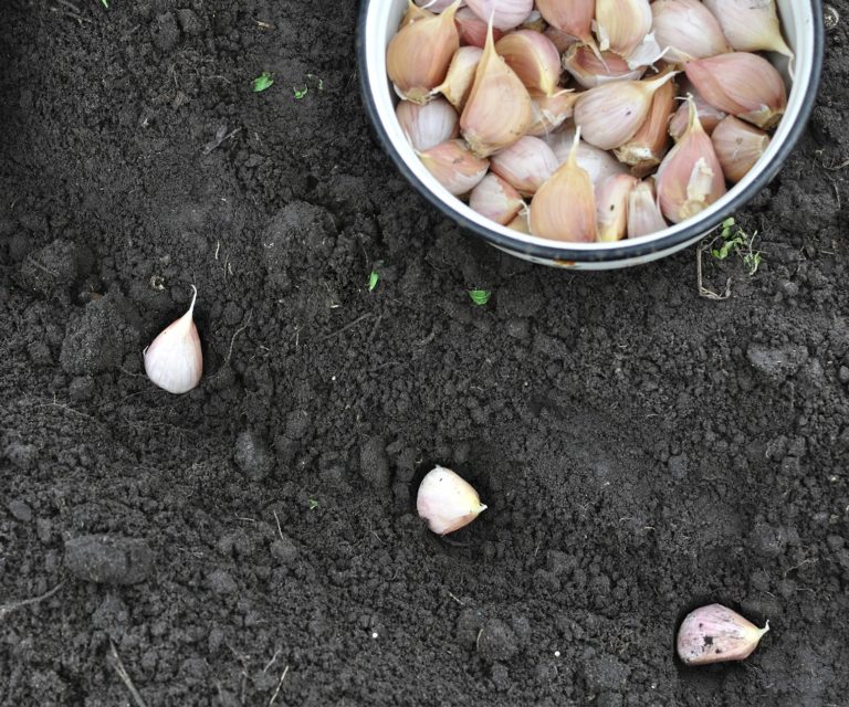 how deep to plant garlic