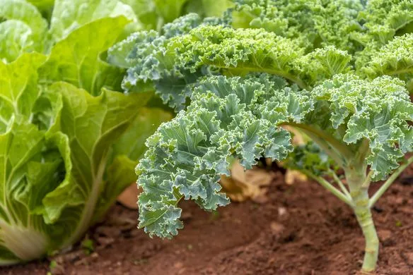 how-much-water-does-kale-need-to-grow-healthy