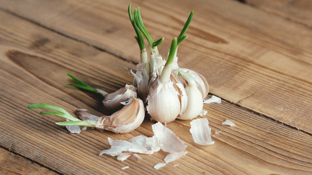 garlic on a bench