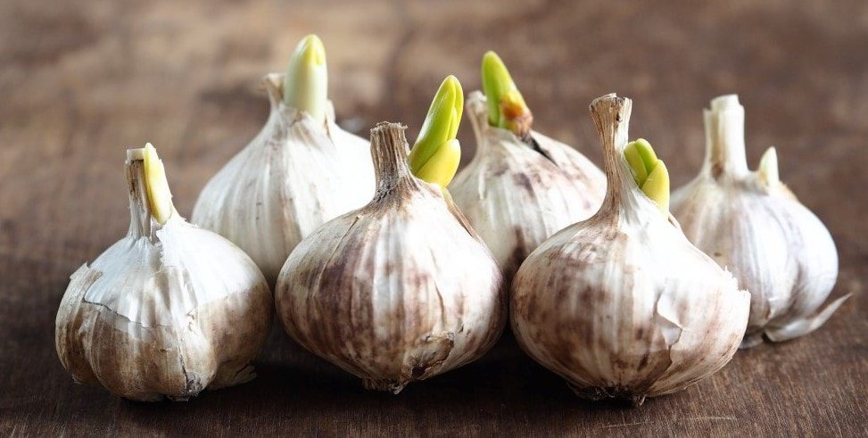 what happens if you plant a whole garlic bulb