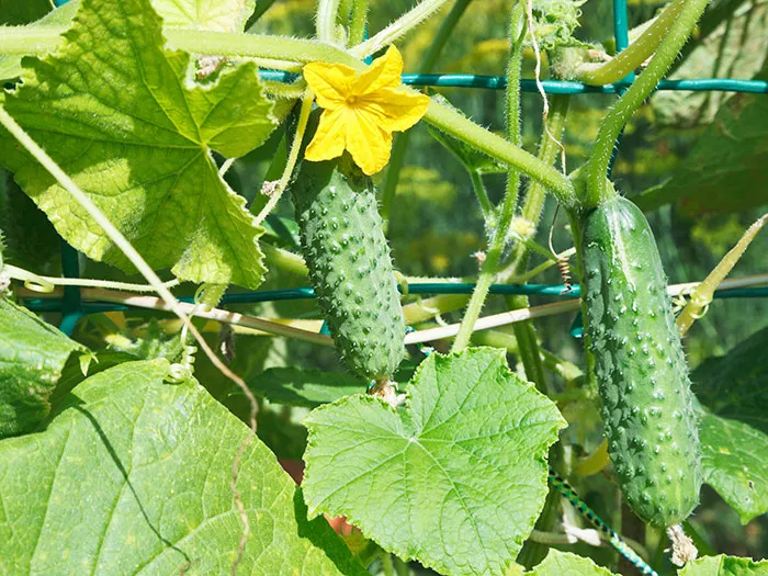 growing cucumbers with a trellis