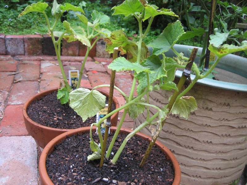 growing-cucumbers-in-pots-transplant