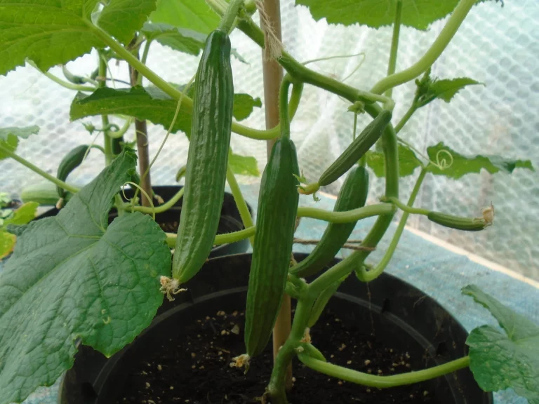 growing cucumbers in pots