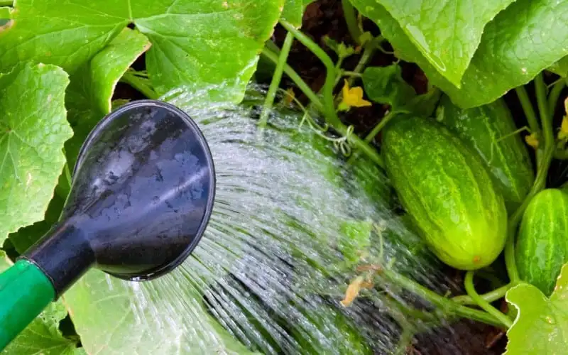 watering a cucumber plant