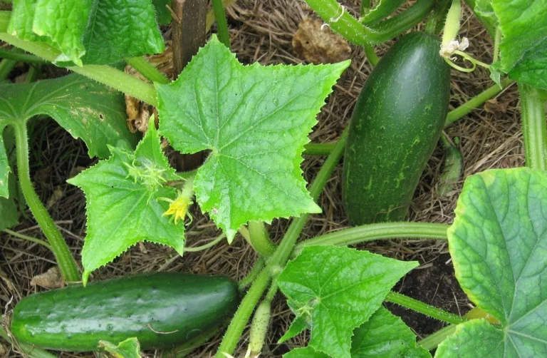 watering-cucumbers-in-pots-how-much-water-does-cucumber-plans-need-per-day