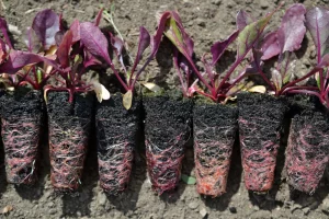 can you tranplant beets