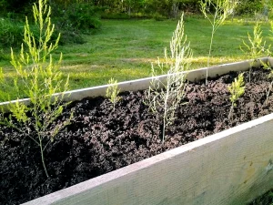 growing asparagus in raised beds