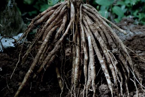 how-deep-do-asparagus-roots-grow