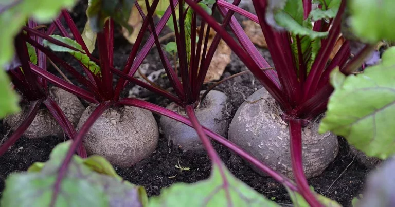 how-long-do-beets-take-to-grow-till-harvest