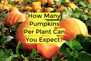 how-many-pumpkins-per-plant-can-you-expect