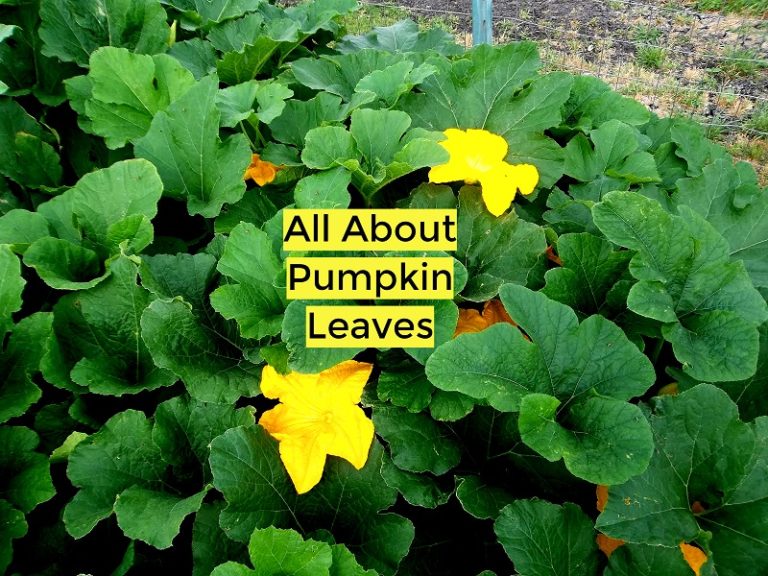 all about pumpkin plant leaves