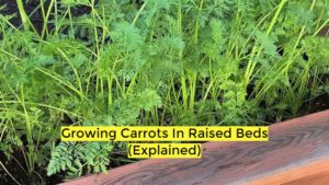 growing carrots in raised beds