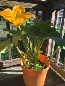 growing pumpkins in containers