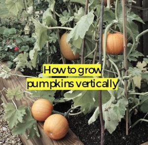 growing pumpkins vertically