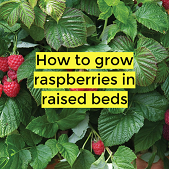 growing raspberries in raised beds