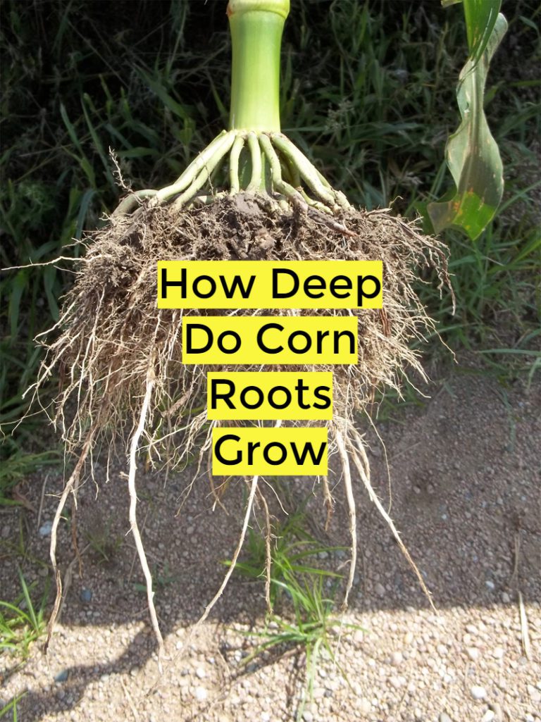 how deep do corn roots grow