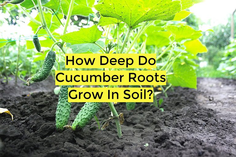 how-deep-do-cucumber-roots-grow (2)