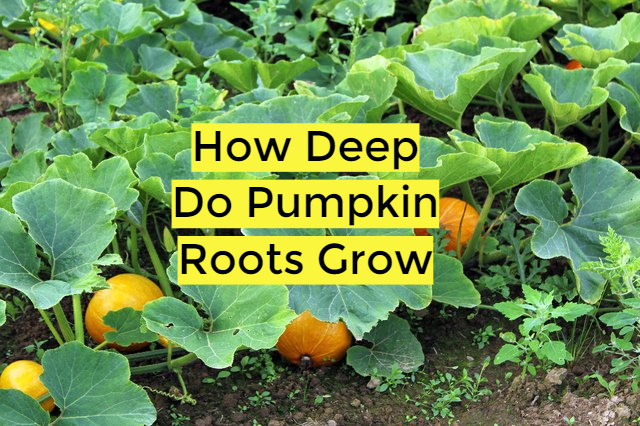how-deep-do-pumpkin-roots-grow-_1_