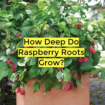 how deep do raspberry roots grow