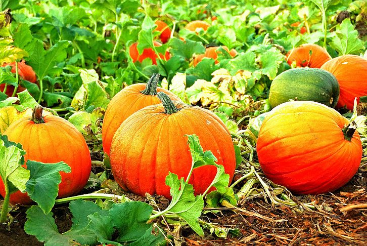how much space do pumpkins need to grow