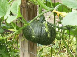 how to grow pumpkins on a fence a comprehensive guide