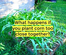 what happens if you plant corn too close together