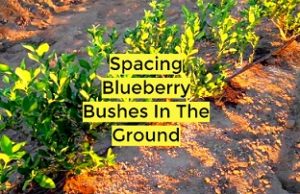 how far apart to plant blueberry bushes
