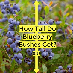 brightwell rabbiteye blueberry