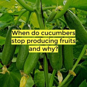 when do cucumber plants stop producing
