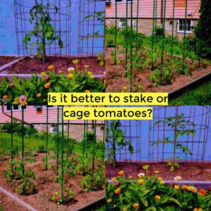 staking tomato plants