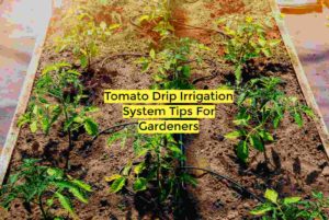 tomato drip irrigation system tips