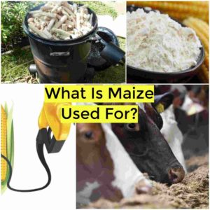 what is maize used for