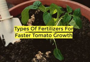 fertilizers to help tomato plants grow the fastest