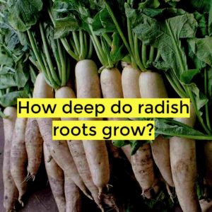 how deep do radish roots grow
