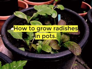 how to grow radishes in pots