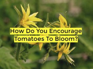 How Do You Encourage Tomatoes To Bloom