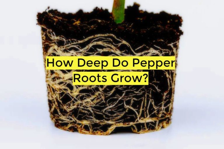 how deep do pepper roots grow