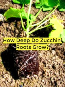 how deep do zucchini roots grow